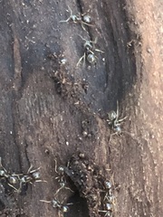Lasius
