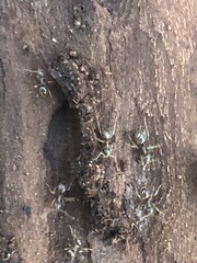 Lasius