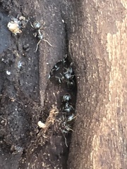 Lasius
