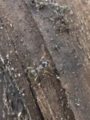 Lasius