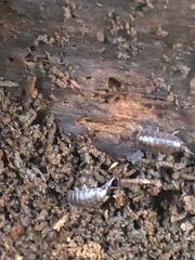 Hyloniscus riparius