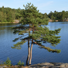 Pinus