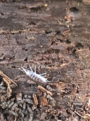 Hyloniscus riparius
