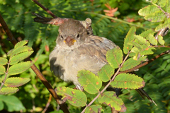 Passer domesticus