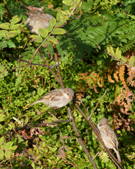 Passer domesticus