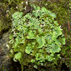 Lecanoromycetes