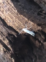 Lepidoptera