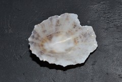 Patella ulyssiponensis