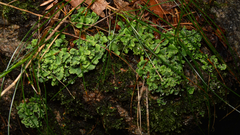 Lecanoromycetes