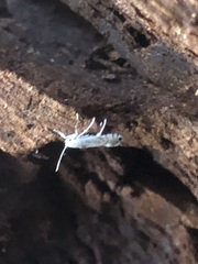 Lepidoptera