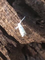 Lepidoptera