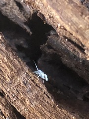 Lepidoptera