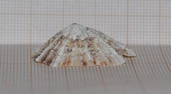 Patella ulyssiponensis