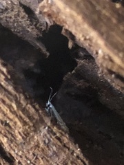 Lepidoptera