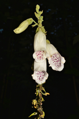 Digitalis purpurea