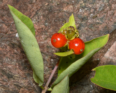 Lonicera periclymenum