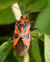 Corizus hyoscyami