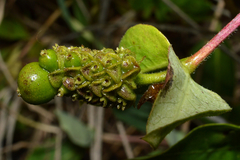 Angiospermae