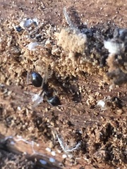 Lasius