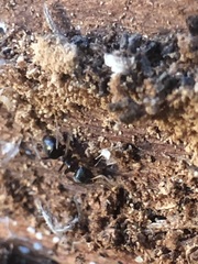 Lasius