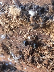 Lasius