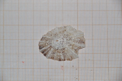 Patella ulyssiponensis