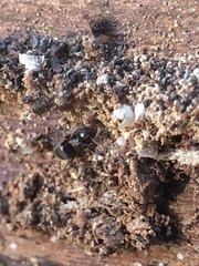 Lasius