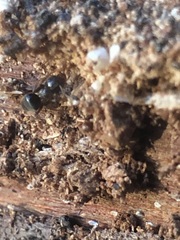 Lasius