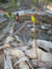 Drakaea gracilis