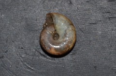 Oxychilus draparnaudi