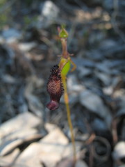 Drakaea gracilis