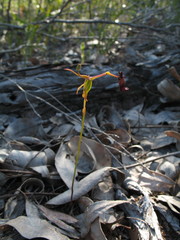 Drakaea gracilis