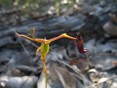 Drakaea gracilis