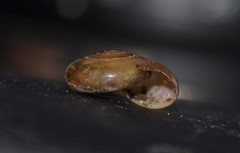 Oxychilus draparnaudi