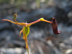 Drakaea gracilis