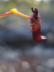 Drakaea gracilis