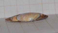 Donax vittatus