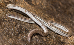 Aprasia striolata