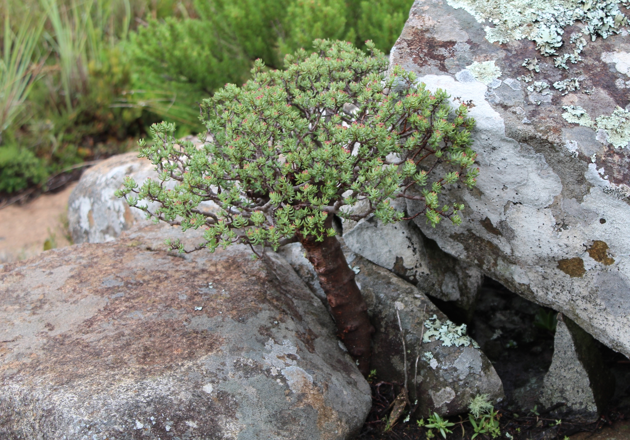Crassula sarcocaulis