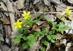 Ranunculus hispidus