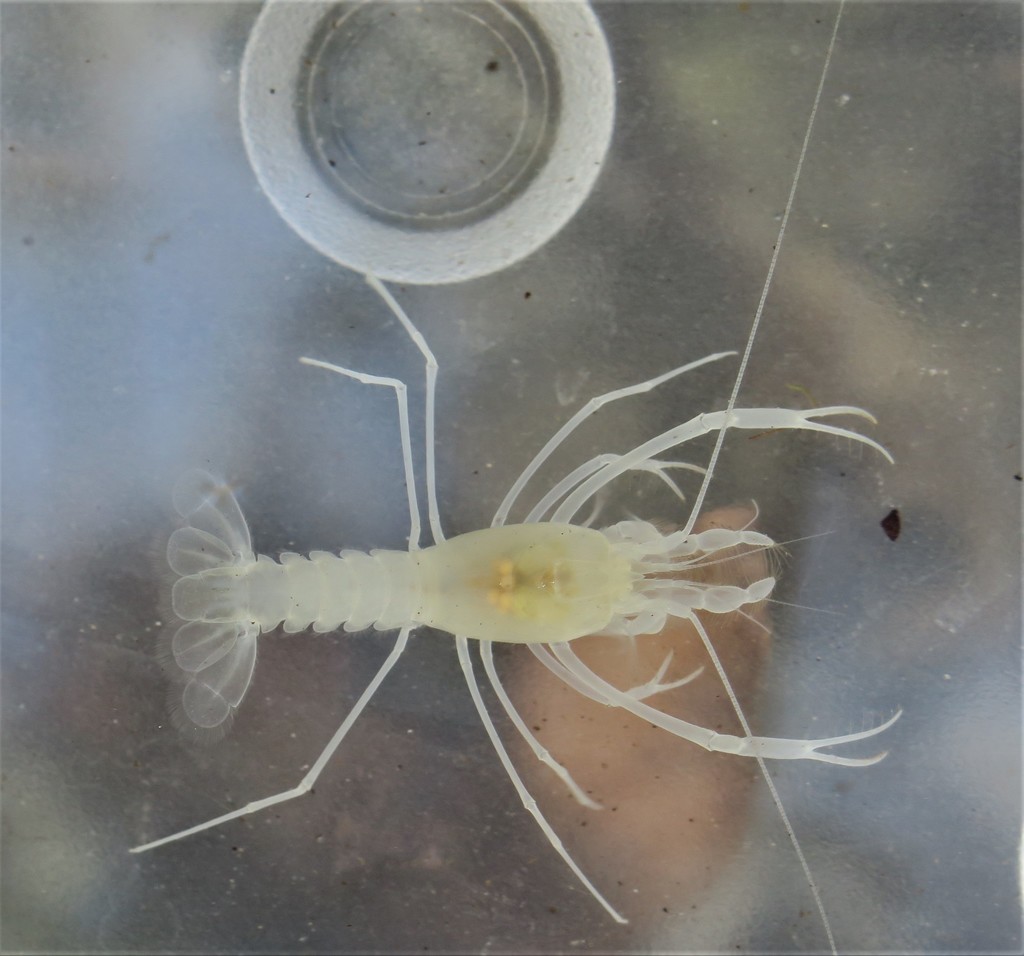 Troglocambarus