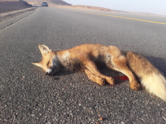 Vulpes vulpes barbara