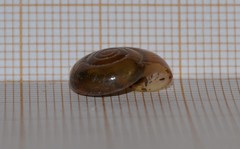 Oxychilus draparnaudi