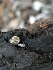 Gastropoda