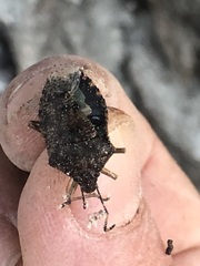 Rhaphigaster nebulosa