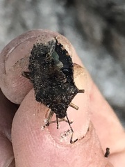 Rhaphigaster nebulosa