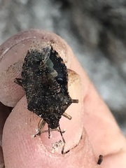 Rhaphigaster nebulosa