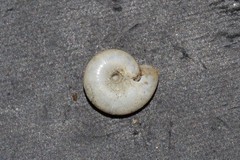 Oxychilus draparnaudi