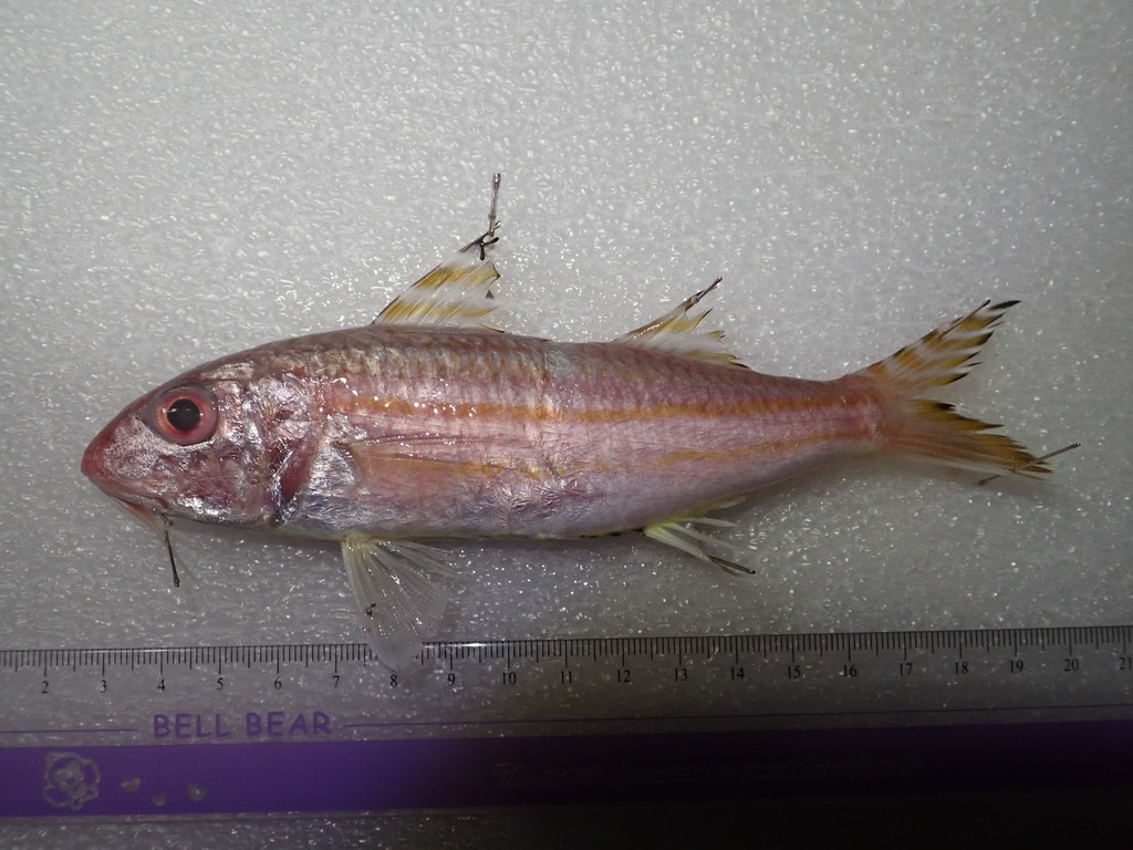 Fourlined goatfish (Upeneus quadrilineatus) — Mullidae