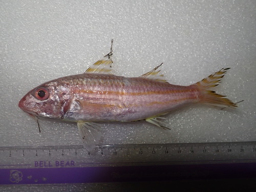 Vierstreep-mul (Upeneus quadrilineatus) — Mullidae